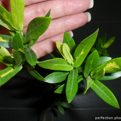 Ixora sp.(T01) variegated  yellow flower