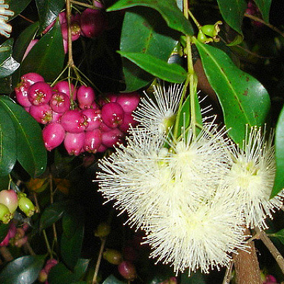 Syzygium polycephalum