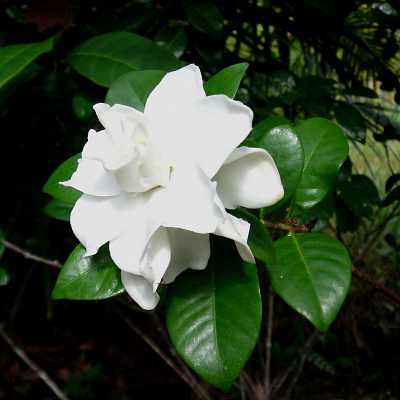 Gardenia augusta.