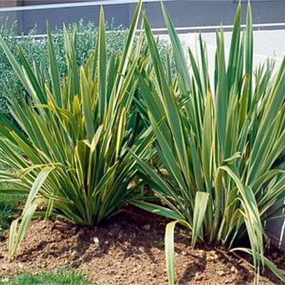 Phormium tenax Лен Новозеландский