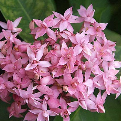 ИКСОРА РОЗОВАЯ-IXORA TAIWANENSIS