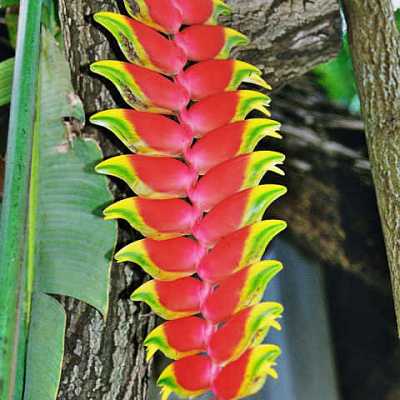 Геликония ростральная-Heliconia Rostrata