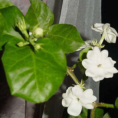 Жасмин Самбак "Орлеанская дева"-Jasminum sambac Maid Of Orleans