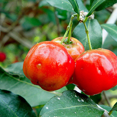 Барбадосская вишня Malpighia punicifolia