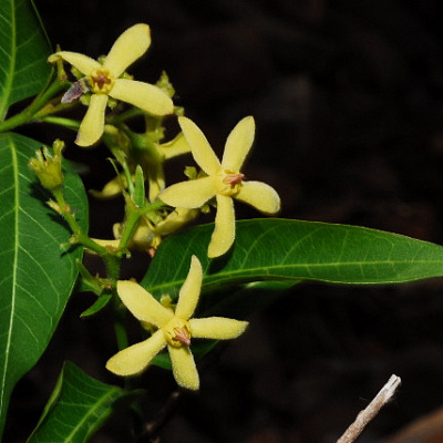 Wrightia natalensis (Райтия наталенсис)