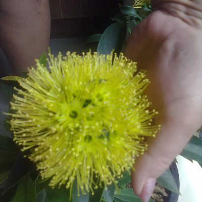  Xanthostemon chrysanthus (yellow flower)