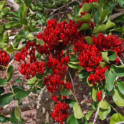 Схотия коротколепестковая-Schotia brachypetala 