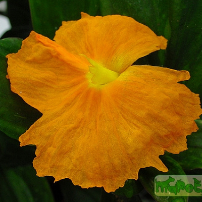 Costus igneus Костус огненно-красный