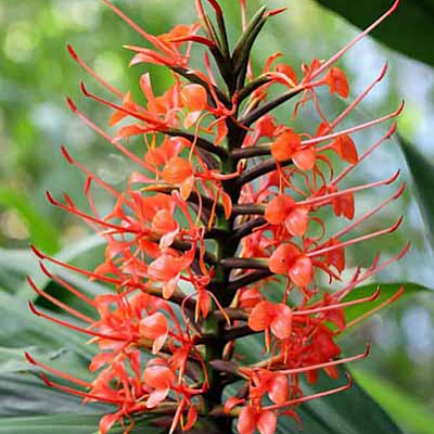 Гедихиум Hedychium coccineum