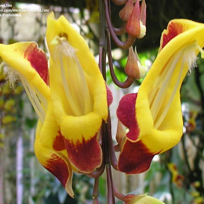 Тунбергия-THUNBERGIA MYSORENSIS