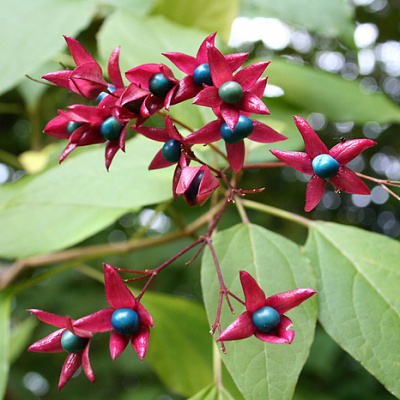 Клеродендрум трихотомум-Clerodendrum trichotomum