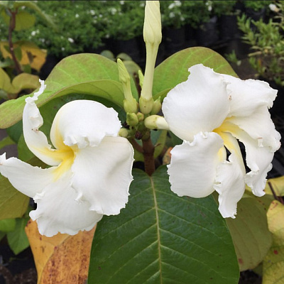 Chonemorpha fragrans