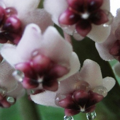 Hoya Obovata