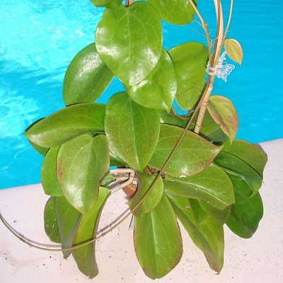 Hoya Surigaoensis