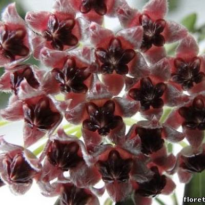 Hoya Wayetii