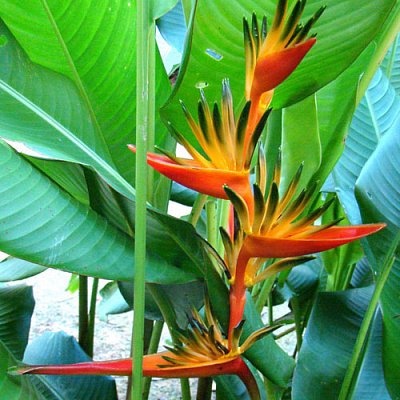 Геликония Heliconia psittacorum x spathocircinata Guadeloupe