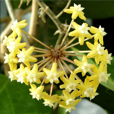 Hoya Surigaoensis