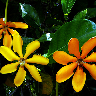 Gardenia gjellerupii.