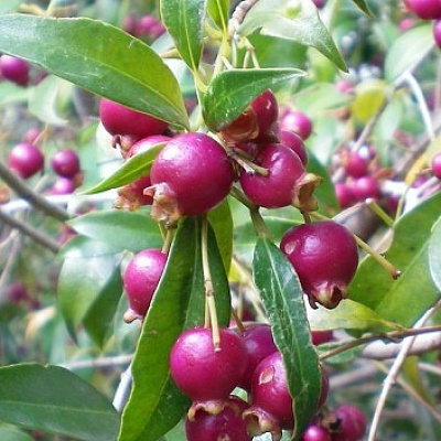 Syzygium paniculatum — Magenta Lilly Pilly