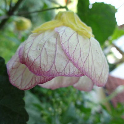 Abutilon Nixe