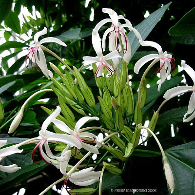 Клеродендрум минахассе-Clerodendrum minahassae