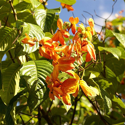 Муссенда мармеладная  Mussenda marmelada