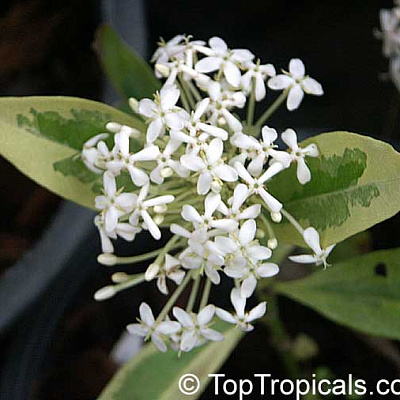 Иксора "Тайский снег"-Ixora Thai Snow