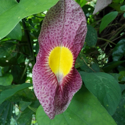 Aristolochia odoratissima