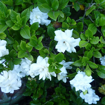 Gardenia augusta.