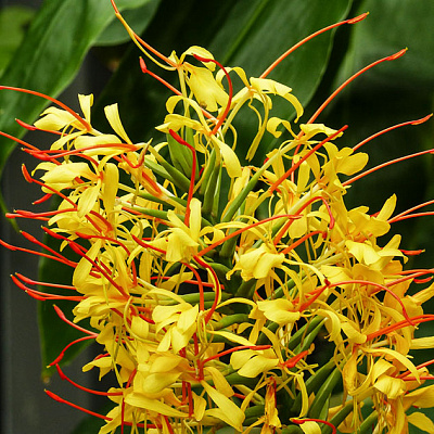 Гедихиум Hedychium gardnerianum Yellow