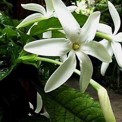 Gardenia Nitida ( Гардения нитида)