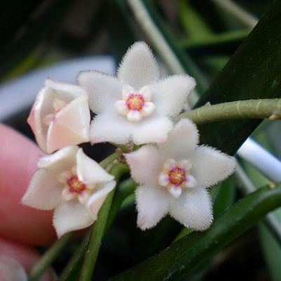 Longifolia Взрослое растение на цвету