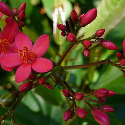 Ятрофа цельнокрайняя красная   Jatropha integerrima red