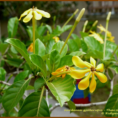 Gardenia gjellerupii.