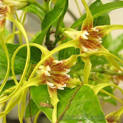 Строфантус, Strophanthus divaricatus.