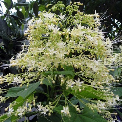 Клеродендрум метельчатый-Clerodendrum paniculatum Alba