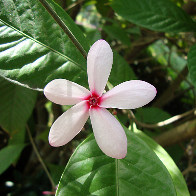 Kopsia fruticosa x pruniformis 