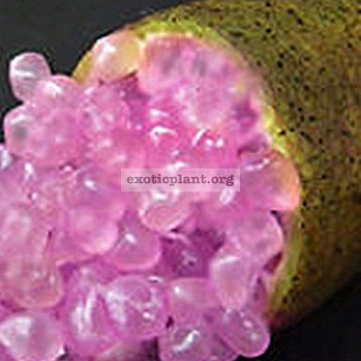 Пальчиковый лайм  Аustralian finger lime Purple Bliss