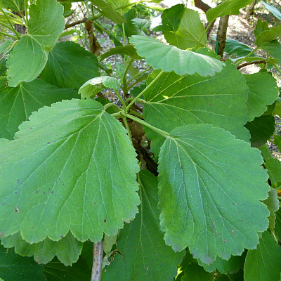 Greyia flanaganii