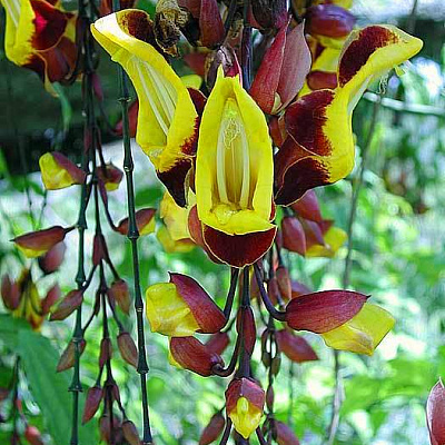 Тунбергия-THUNBERGIA MYSORENSIS