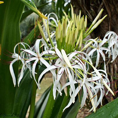 Кринум амоенум Crinum Amoenum