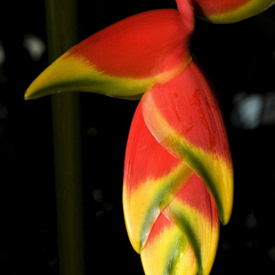 Геликония ростральная-Heliconia Rostrata