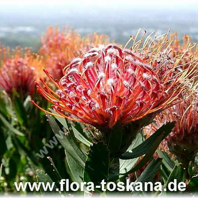 Леукоспермум (белосемянник)-Leucospermum tottum ґScarlett Ribon`-Nadelkissen