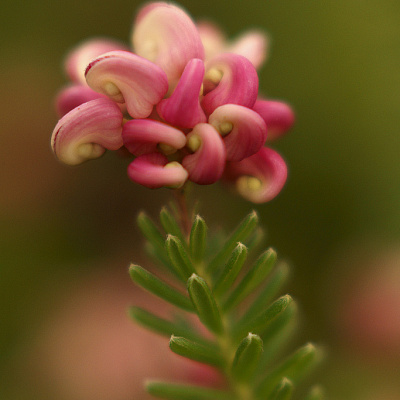 Гревиллея Grevillia Mount Tamboritha