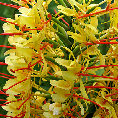 Гедихиум Hedychium gardnerianum Yellow