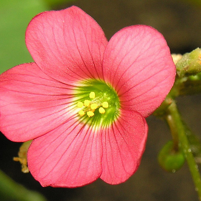 Oxalis deppei 'Iron Cross Reversed' 