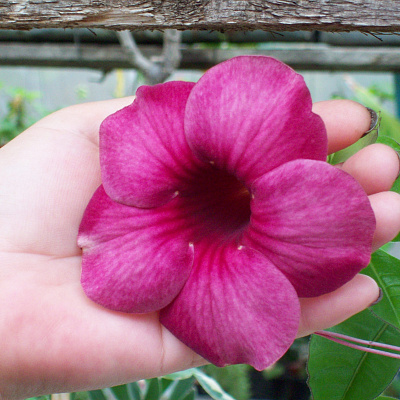 Алламанда Пурпурная-Allamanda blanchetii-Violette Allamanda