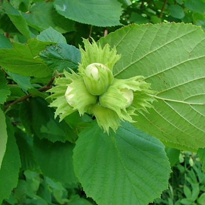 Лещина садовая (фундук)