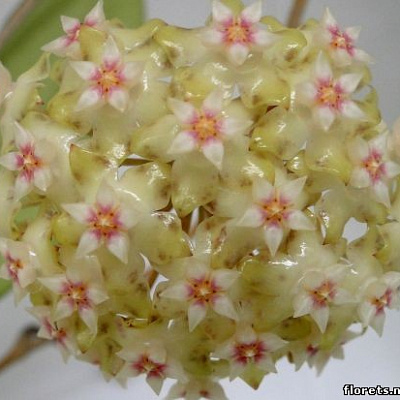 Hoya Parasitica Northabli 1