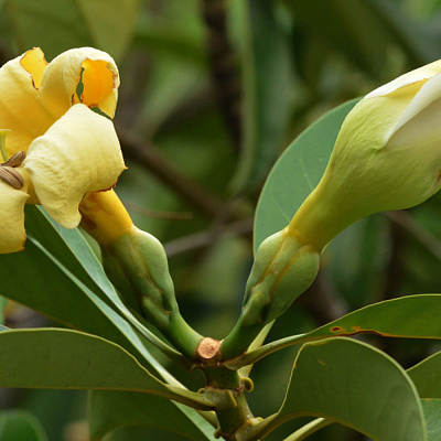 Fagraea auriculata (Фагрея ушковидная)